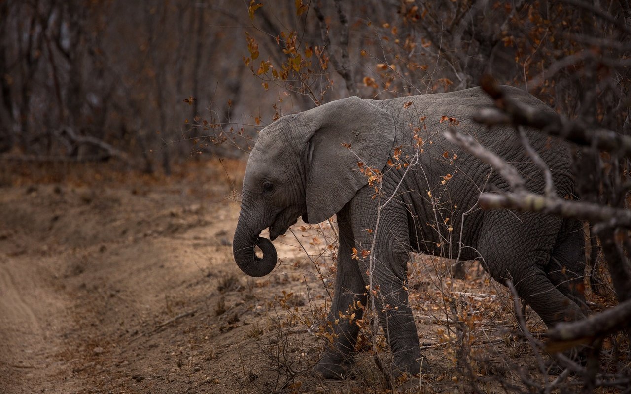 Обои природа, слон, хобот, слоненок, nature, elephant, trunk разрешение 2560x1600 Загрузить