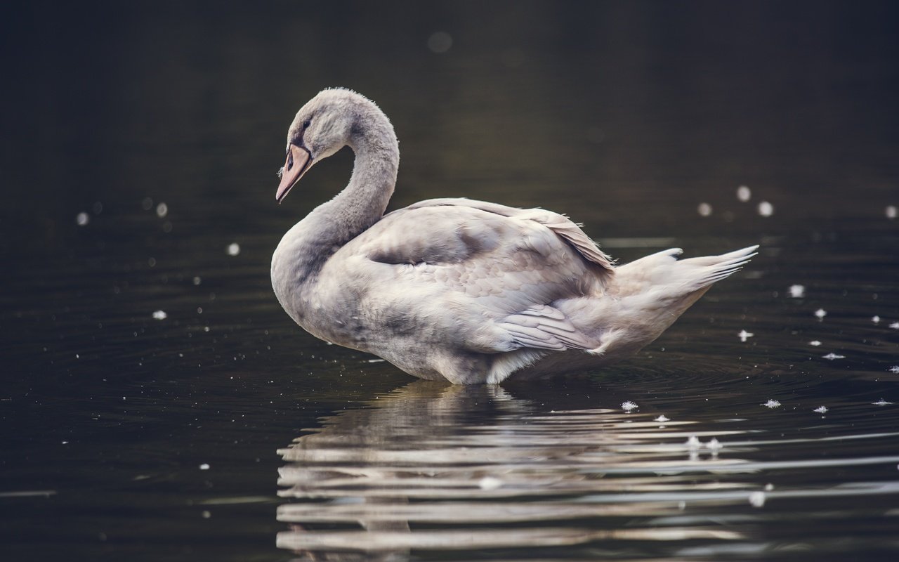 Обои вода, природа, крылья, птица, клюв, лебедь, water, nature, wings, bird, beak, swan разрешение 5518x3679 Загрузить