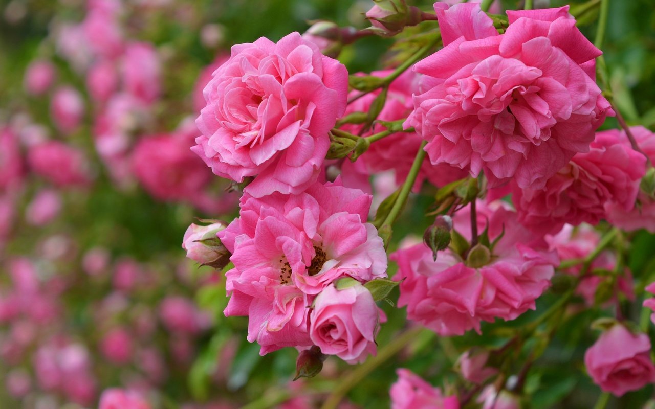 Обои цветы, бутоны, розы, лепестки, розовые розы, flowers, buds, roses, petals, pink roses разрешение 3000x1892 Загрузить