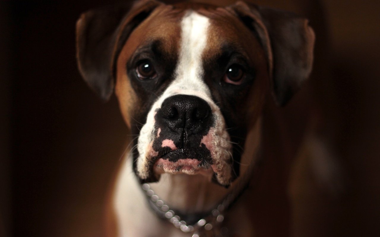 Обои глаза, морда, взгляд, собака, крупный план, боксер, eyes, face, look, dog, close-up, boxer разрешение 5184x3456 Загрузить