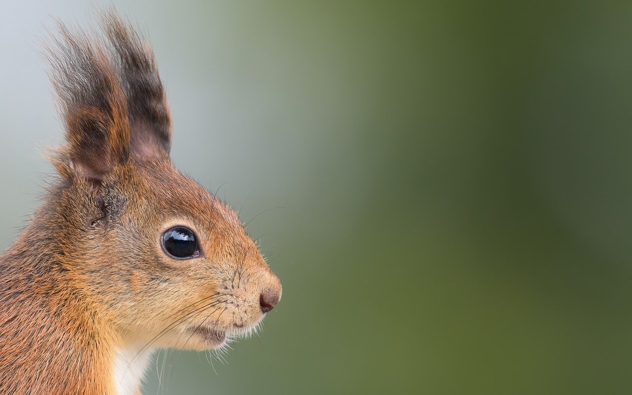 Обои профиль, животное, уши, белка, зверек, белочка, грызун, profile, animal, ears, protein, squirrel, rodent разрешение 2048x1152 Загрузить