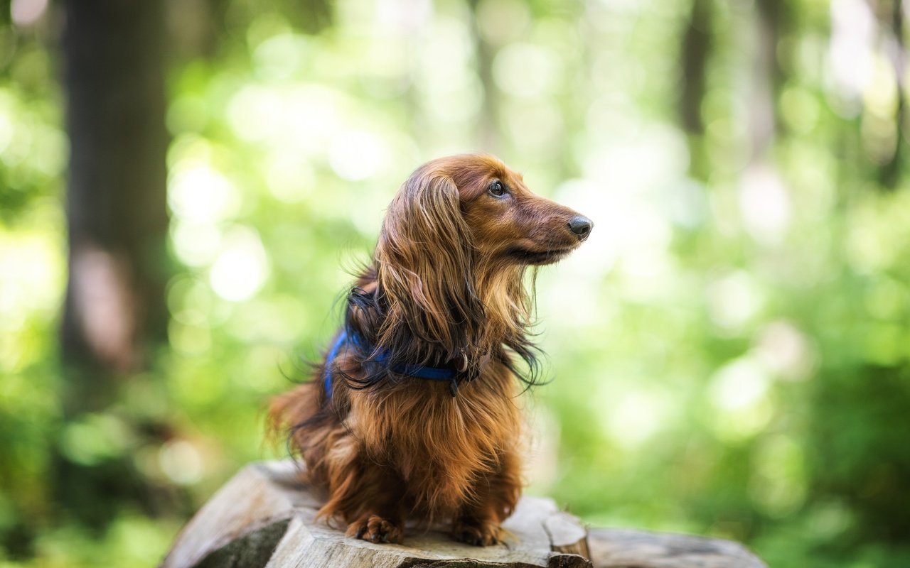 Обои собака, друг, такса, длинношерстная, dog, each, dachshund, longhair разрешение 2048x1368 Загрузить