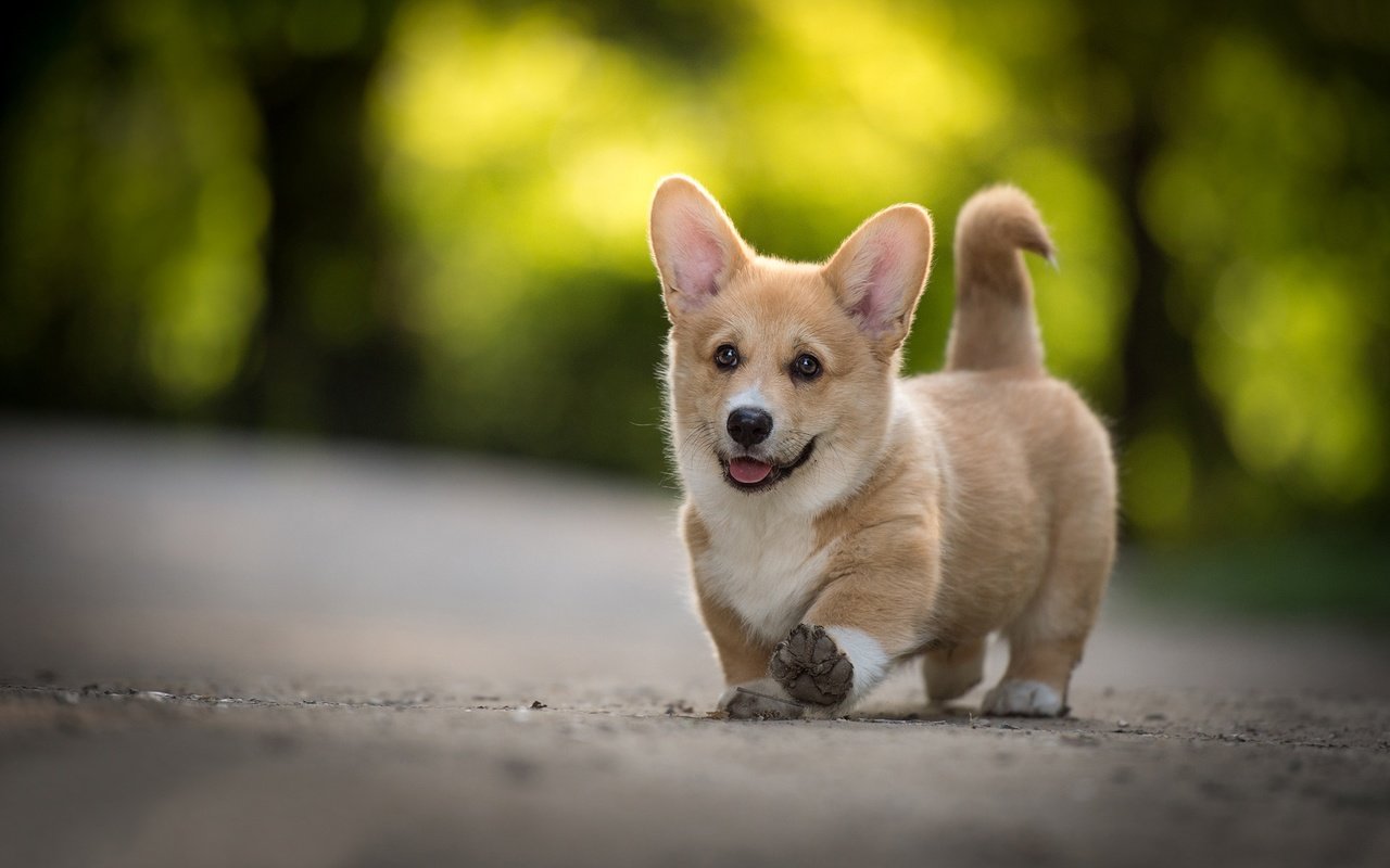 Обои мордочка, взгляд, собака, щенок, вельш-корги, пемброк, muzzle, look, dog, puppy, welsh corgi, pembroke разрешение 2048x1310 Загрузить