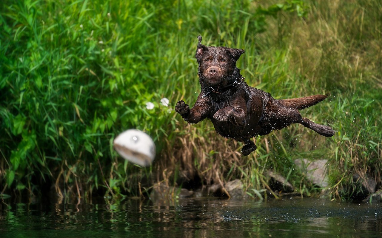 Обои вода, собака, брызги, прыжок, мяч, мокрая, лабрадор-ретривер, water, dog, squirt, jump, the ball, wet, labrador retriever разрешение 2048x1152 Загрузить