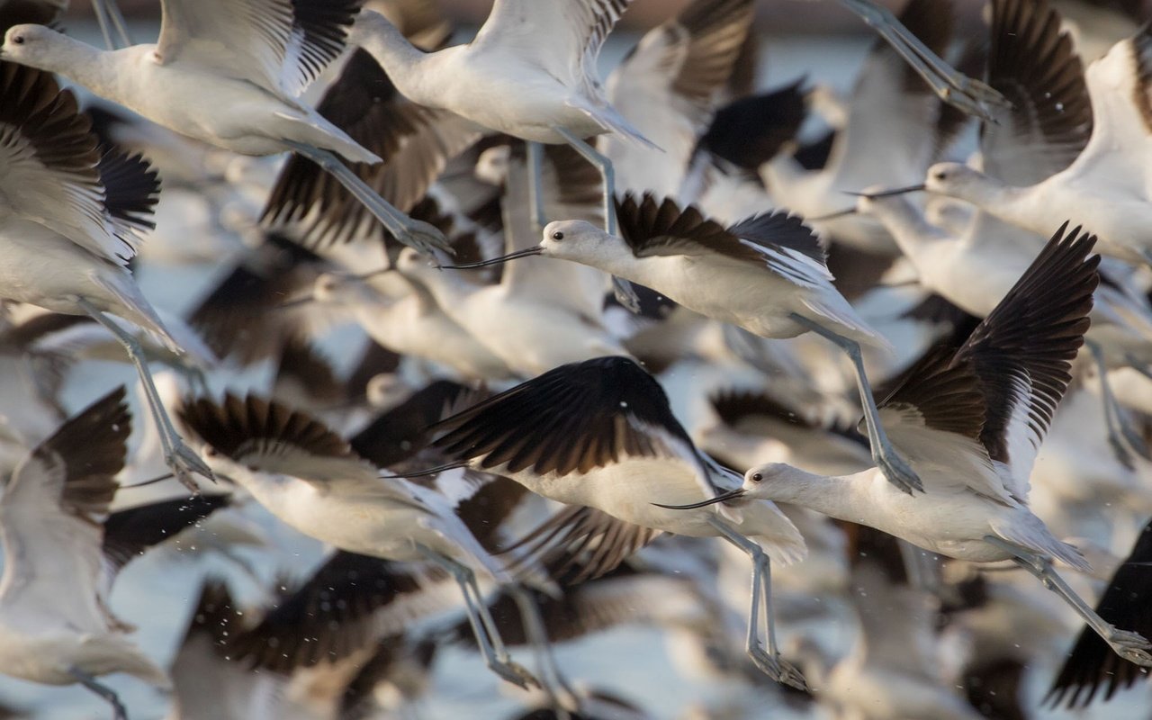 Обои полет, крылья, птицы, стая, шилоклювка, gary seloff, flight, wings, birds, pack, pied avocet разрешение 1920x1200 Загрузить