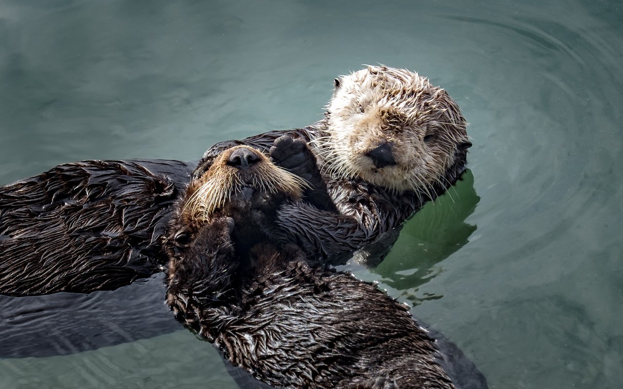 Обои вода, животные, мордочка, отдых, выдры, larry moberly, water, animals, muzzle, stay, otters разрешение 2560x1600 Загрузить