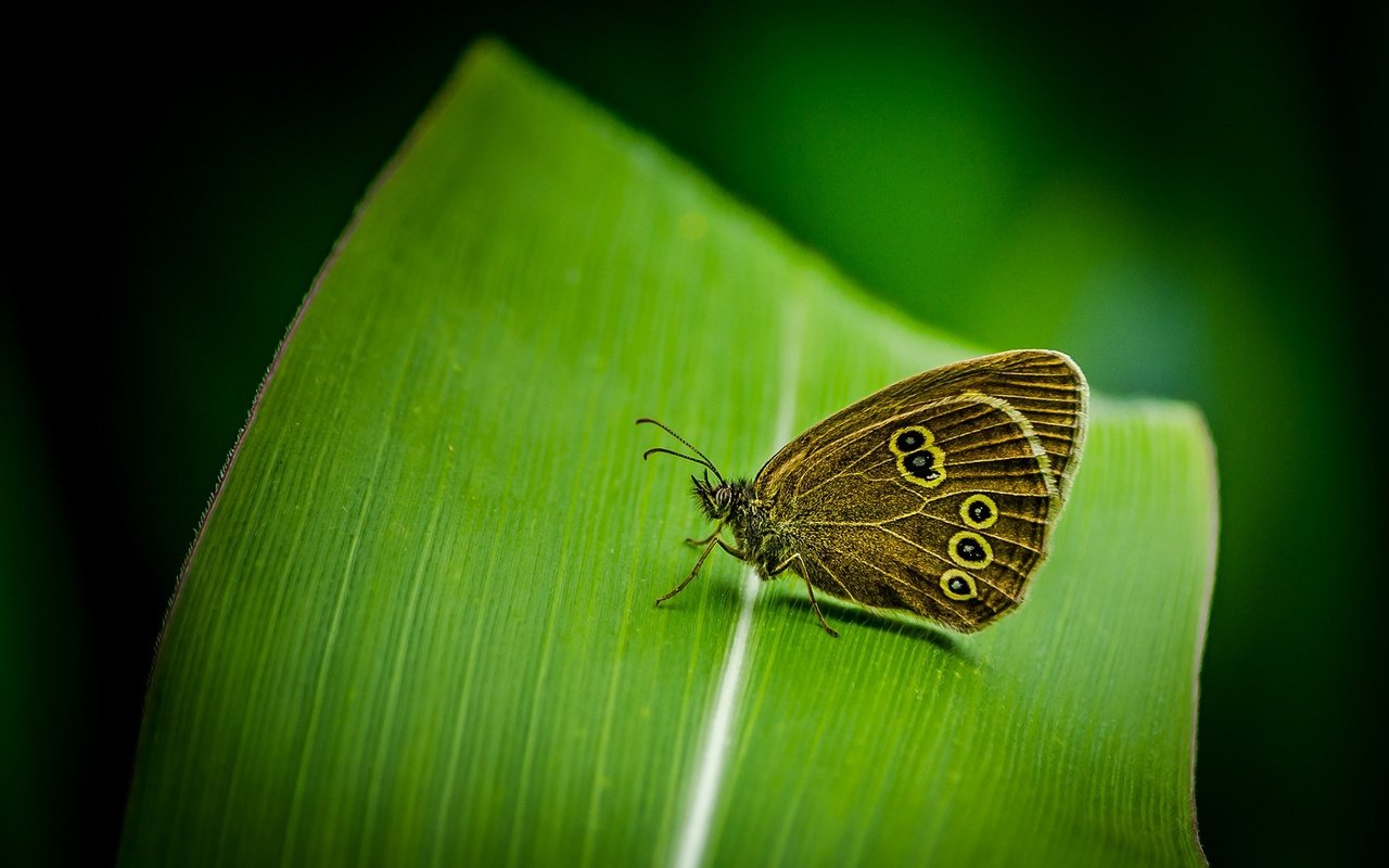 Обои насекомое, бабочка, крылья, лист, растение, insect, butterfly, wings, sheet, plant разрешение 1920x1200 Загрузить