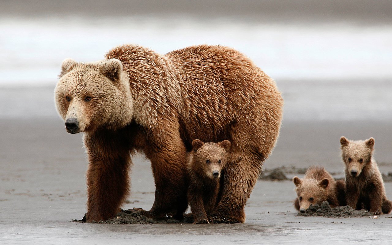Обои медведи, медвежонок, медведица, медвежата, grizzly bear, bears, bear разрешение 1920x1080 Загрузить