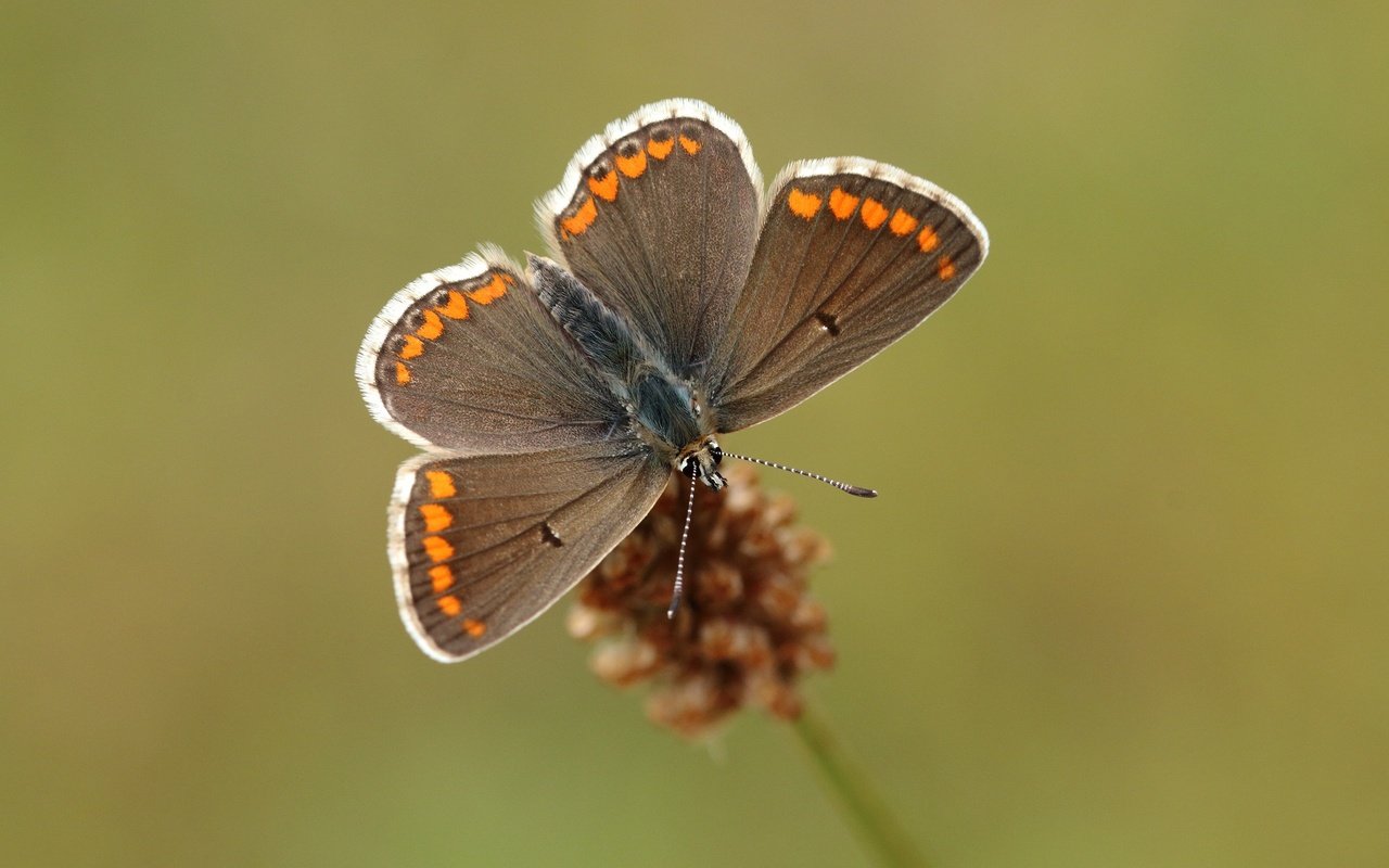 Обои природа, насекомое, фон, бабочка, крылья, растение, nature, insect, background, butterfly, wings, plant разрешение 2560x1600 Загрузить