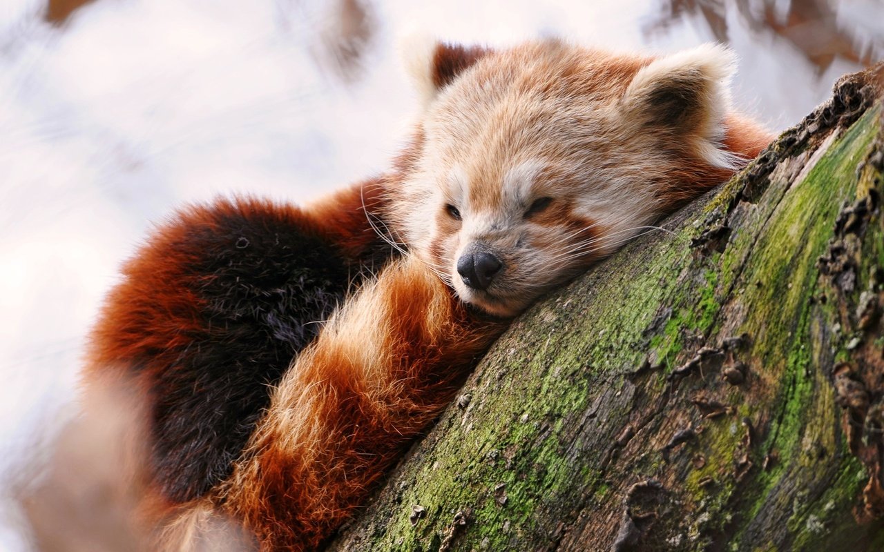 Обои дерево, мордочка, сон, красная панда, малая панда, tree, muzzle, sleep, red panda разрешение 1920x1200 Загрузить