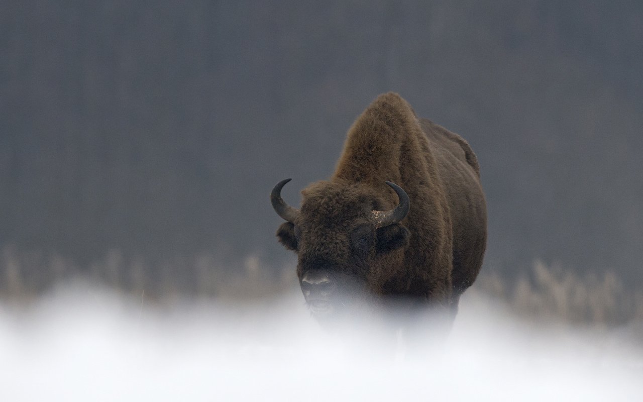 Обои природа, рога, бизон, зубр, дикий бык, мордв, nature, horns, buffalo, bison разрешение 2400x1600 Загрузить