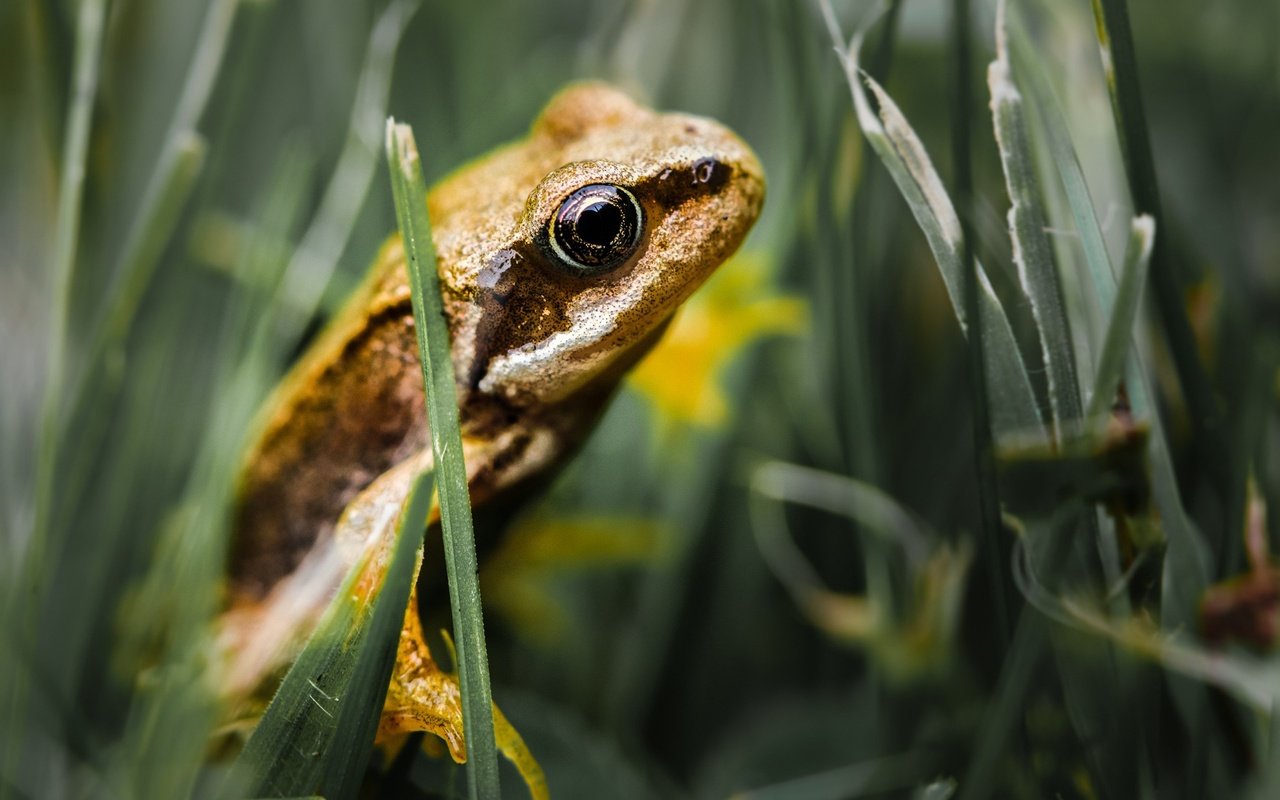 Обои трава, лягушка, лягуха, жаба, земноводные, grass, frog, toad, amphibians разрешение 1920x1200 Загрузить