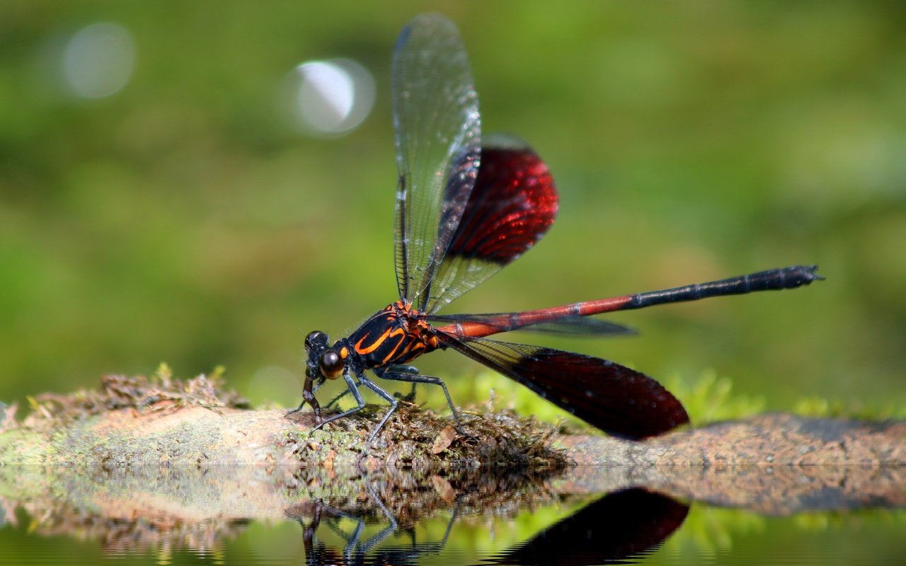 Обои насекомое, крылья, стрекоза, insect, wings, dragonfly разрешение 4852x3235 Загрузить