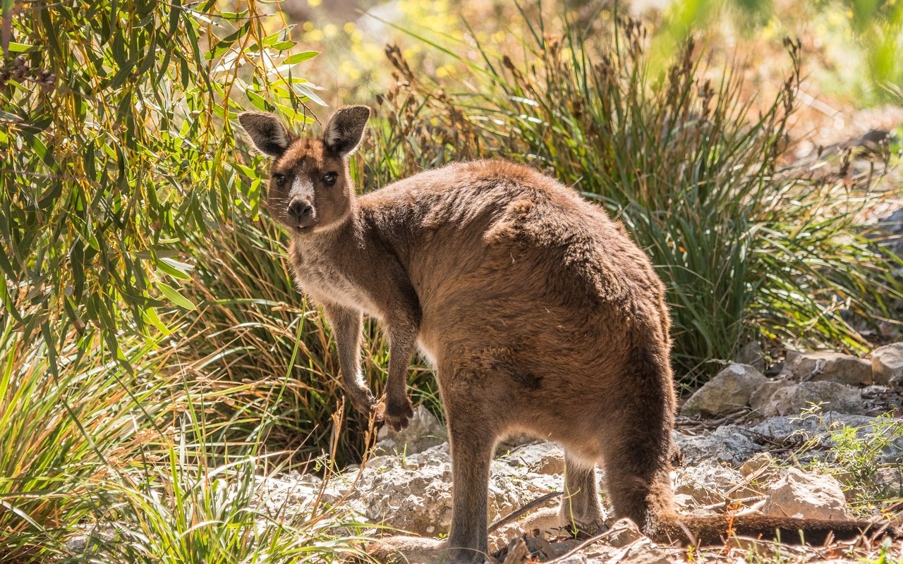 Обои растения, взгляд, животное, кенгуру, plants, look, animal, kangaroo разрешение 3250x2000 Загрузить