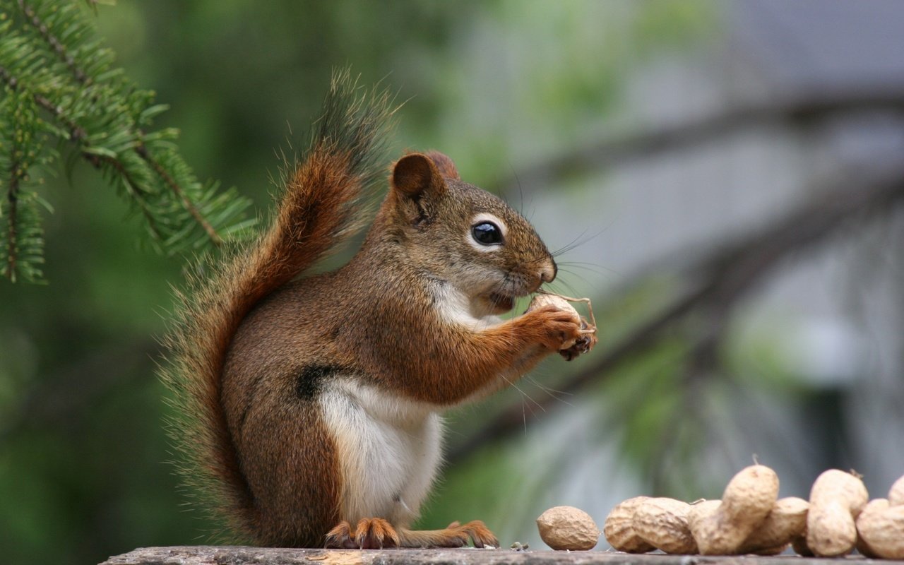 Обои орехи, хвоя, профиль, белка, хвост, арахис, белочка, nuts, needles, profile, protein, tail, peanuts, squirrel разрешение 1920x1200 Загрузить