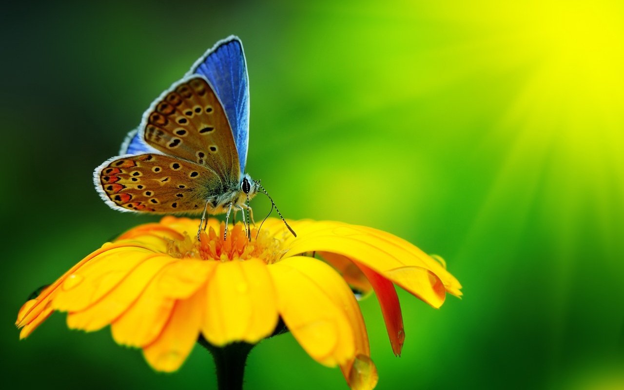 Обои свет, макро, цветок, лепестки, бабочка, крылья, насекомые, light, macro, flower, petals, butterfly, wings, insects разрешение 2560x1600 Загрузить