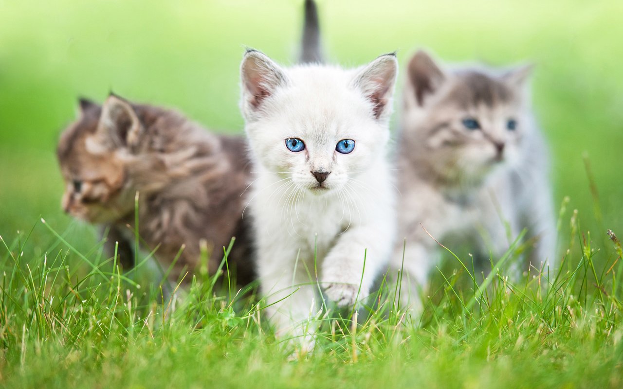 Обои глаза, трава, взгляд, коты, кошки, котята, rita kochmarjova, eyes, grass, look, cats, kittens разрешение 2560x1600 Загрузить