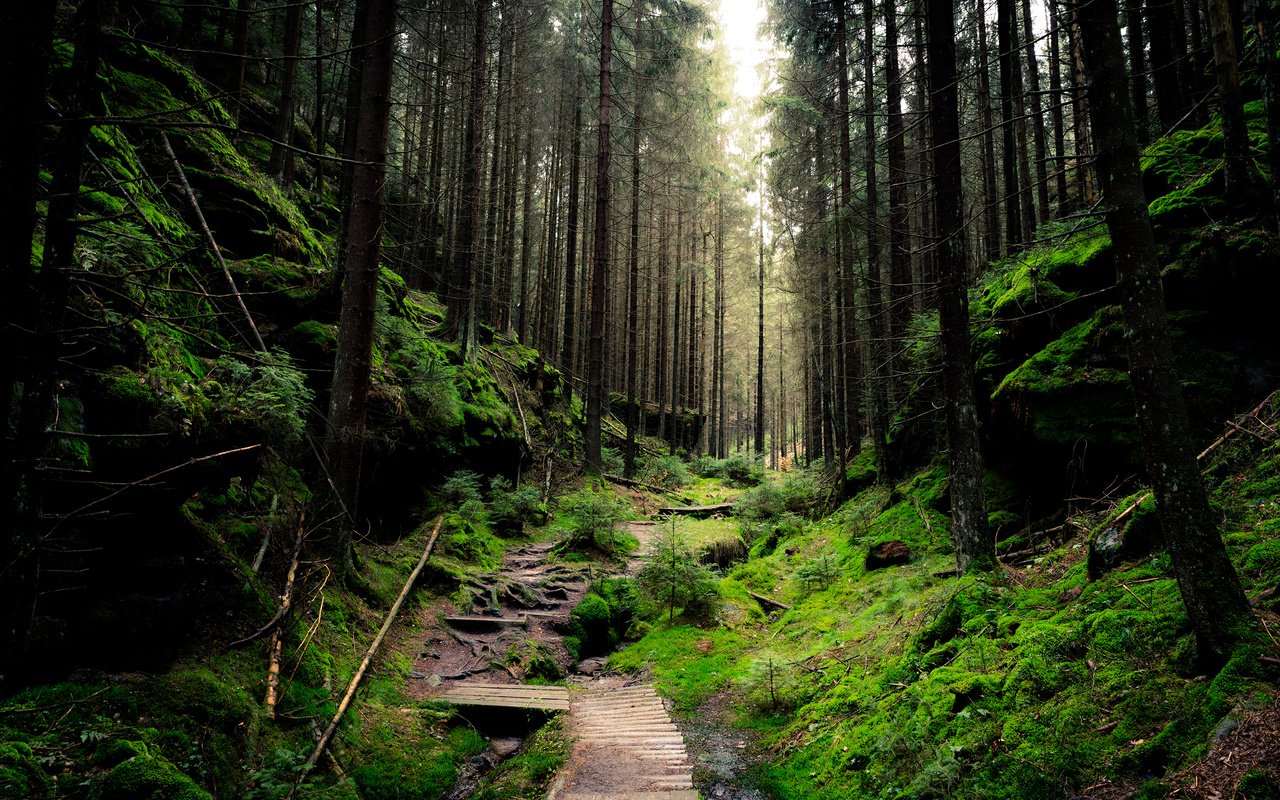 Обои деревья, природа, лес, ветки, стволы, тропинка, мох, sven wloch, trees, nature, forest, branches, trunks, path, moss разрешение 2880x1800 Загрузить