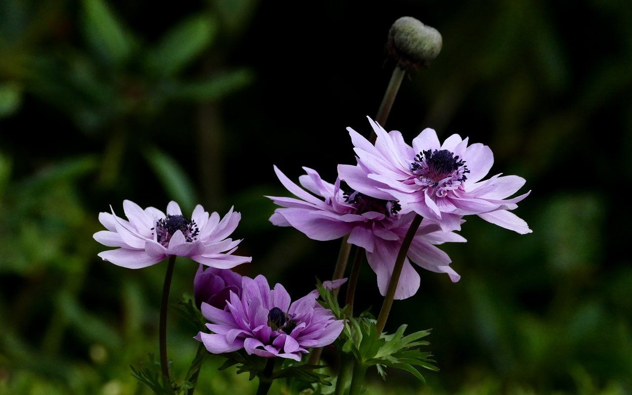 Обои цветы, листья, лето, ветреница, анемон, flowers, leaves, summer, anemone разрешение 4000x2817 Загрузить