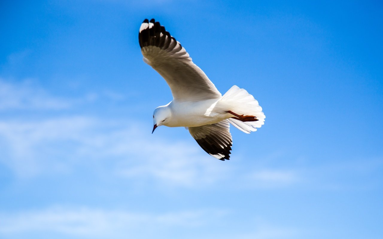 Обои небо, полет, крылья, чайка, птица, the sky, flight, wings, seagull, bird разрешение 5002x3334 Загрузить