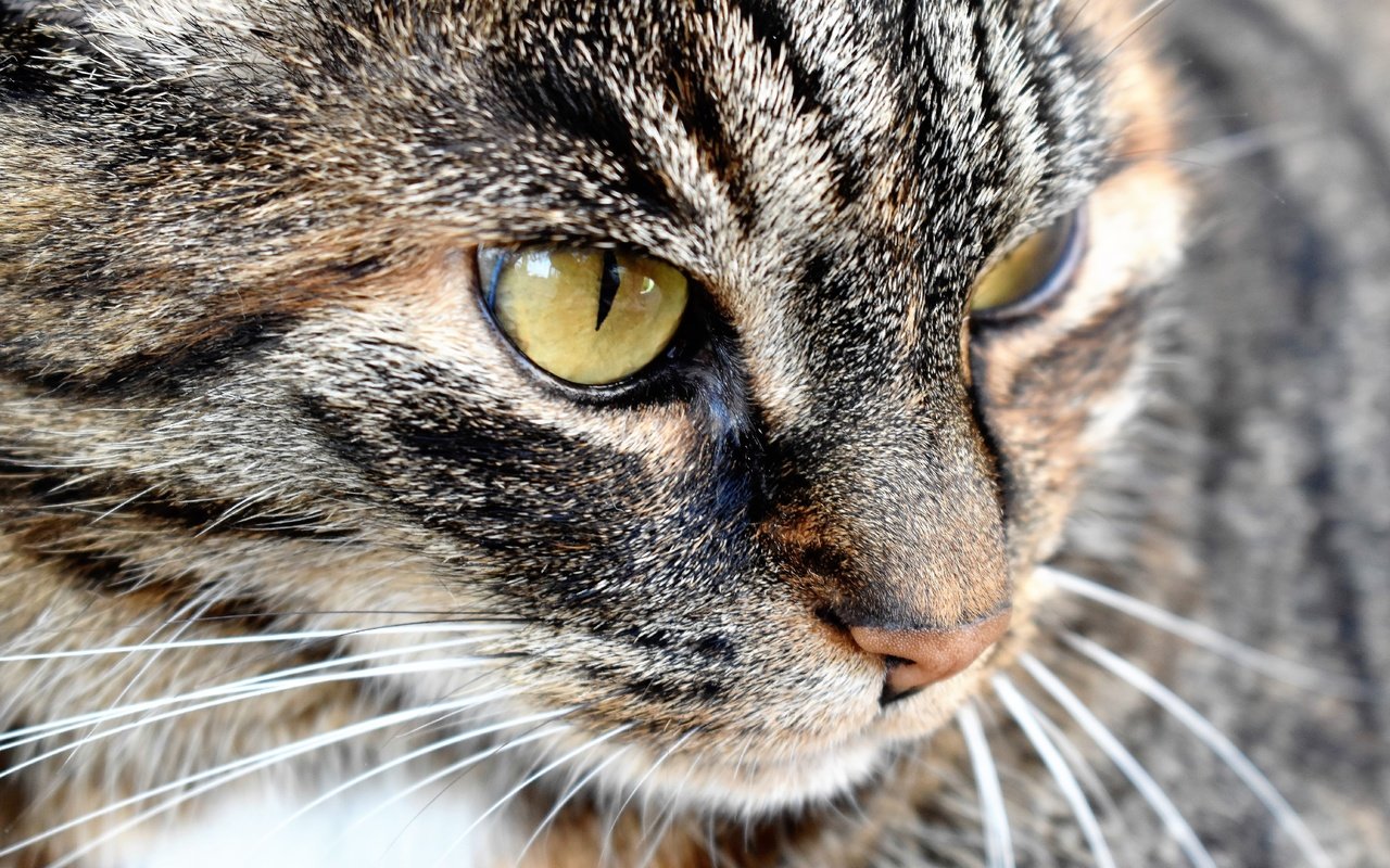 Обои глаза, кот, мордочка, усы, кошка, eyes, cat, muzzle, mustache разрешение 5951x3967 Загрузить