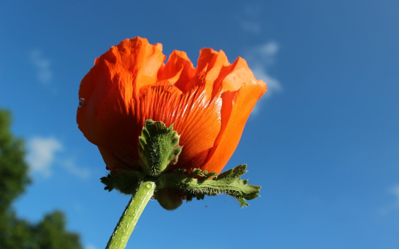 Обои небо, природа, цветок, красный, мак, макросъемка, стебель, the sky, nature, flower, red, mac, macro, stem разрешение 5184x3456 Загрузить