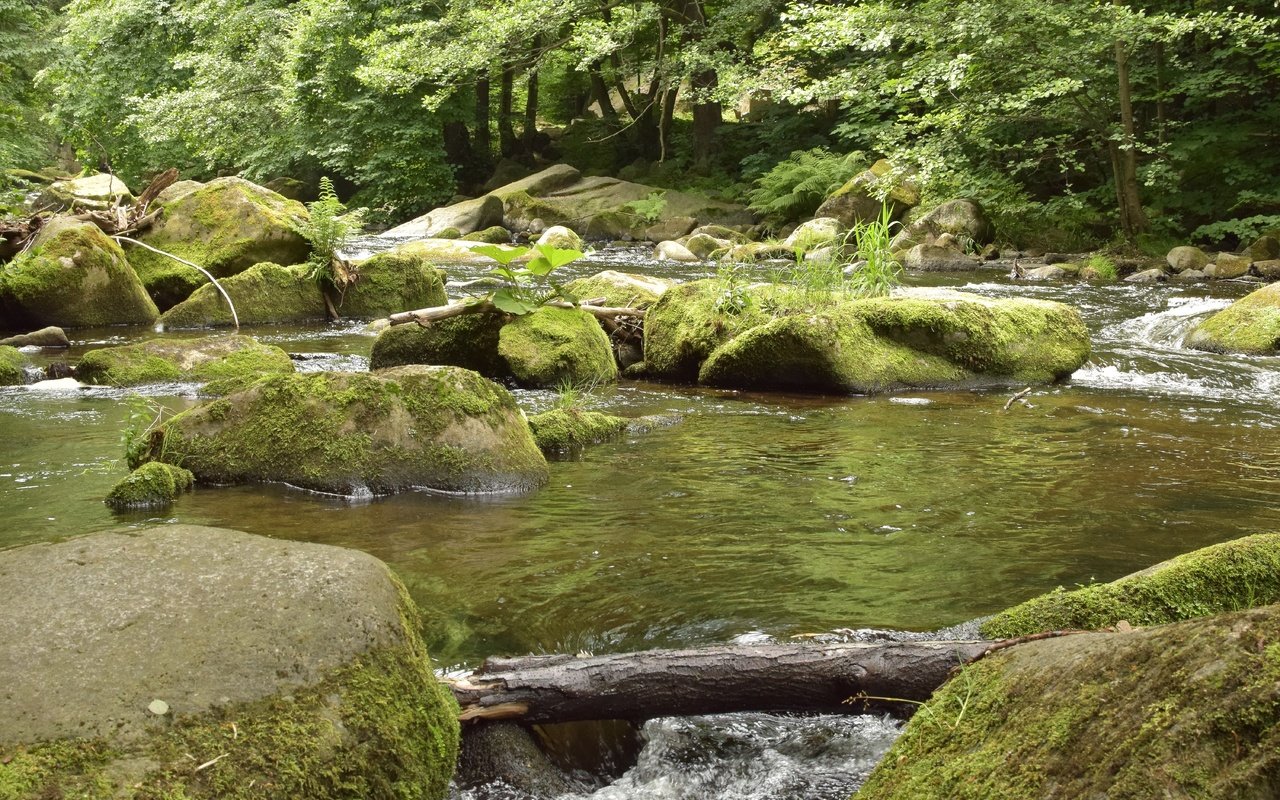 Обои деревья, вода, река, камни, лес, ручей, поток, растительность, trees, water, river, stones, forest, stream, vegetation разрешение 6000x4000 Загрузить