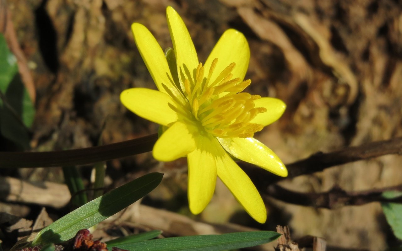 Обои желтый, цветок, лепестки, весна, лютик, ficaria verna, чистяк весенний, yellow, flower, petals, spring, buttercup, the chistyakov spring разрешение 3648x2736 Загрузить