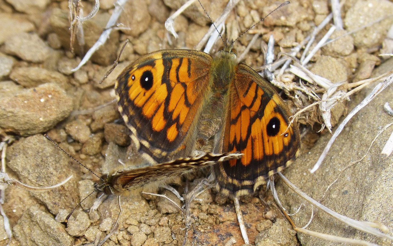 Обои крылья, насекомые, бабочки, wings, insects, butterfly разрешение 2954x2216 Загрузить