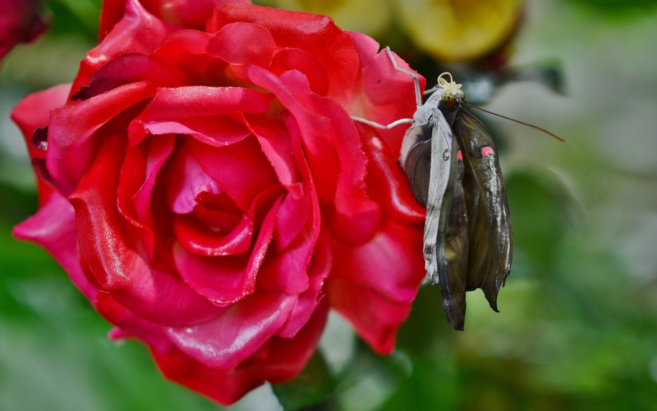 Обои природа, насекомое, цветок, роза, лепестки, бабочка, крылья, nature, insect, flower, rose, petals, butterfly, wings разрешение 4928x3264 Загрузить