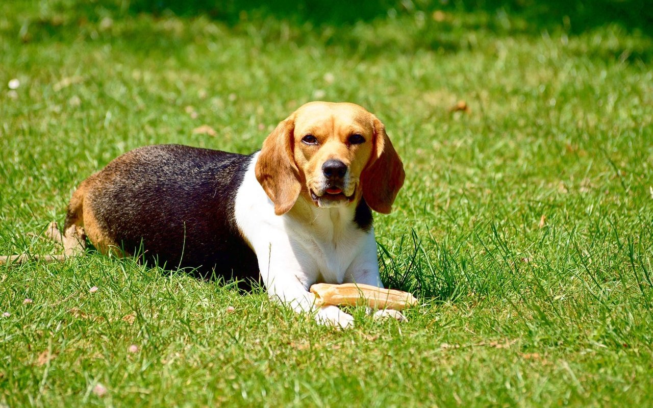 Обои трава, собака, игра, животное, бигль, grass, dog, the game, animal, beagle разрешение 2296x1528 Загрузить