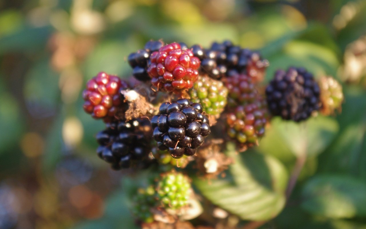 Обои макро, ягоды, кустарник, ежевика, macro, berries, shrub, blackberry разрешение 4288x2848 Загрузить