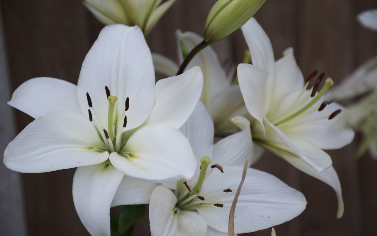 Обои цветы, лепестки, тычинки, белые, лилии, крупным планом, flowers, petals, stamens, white, lily, closeup разрешение 6000x4000 Загрузить