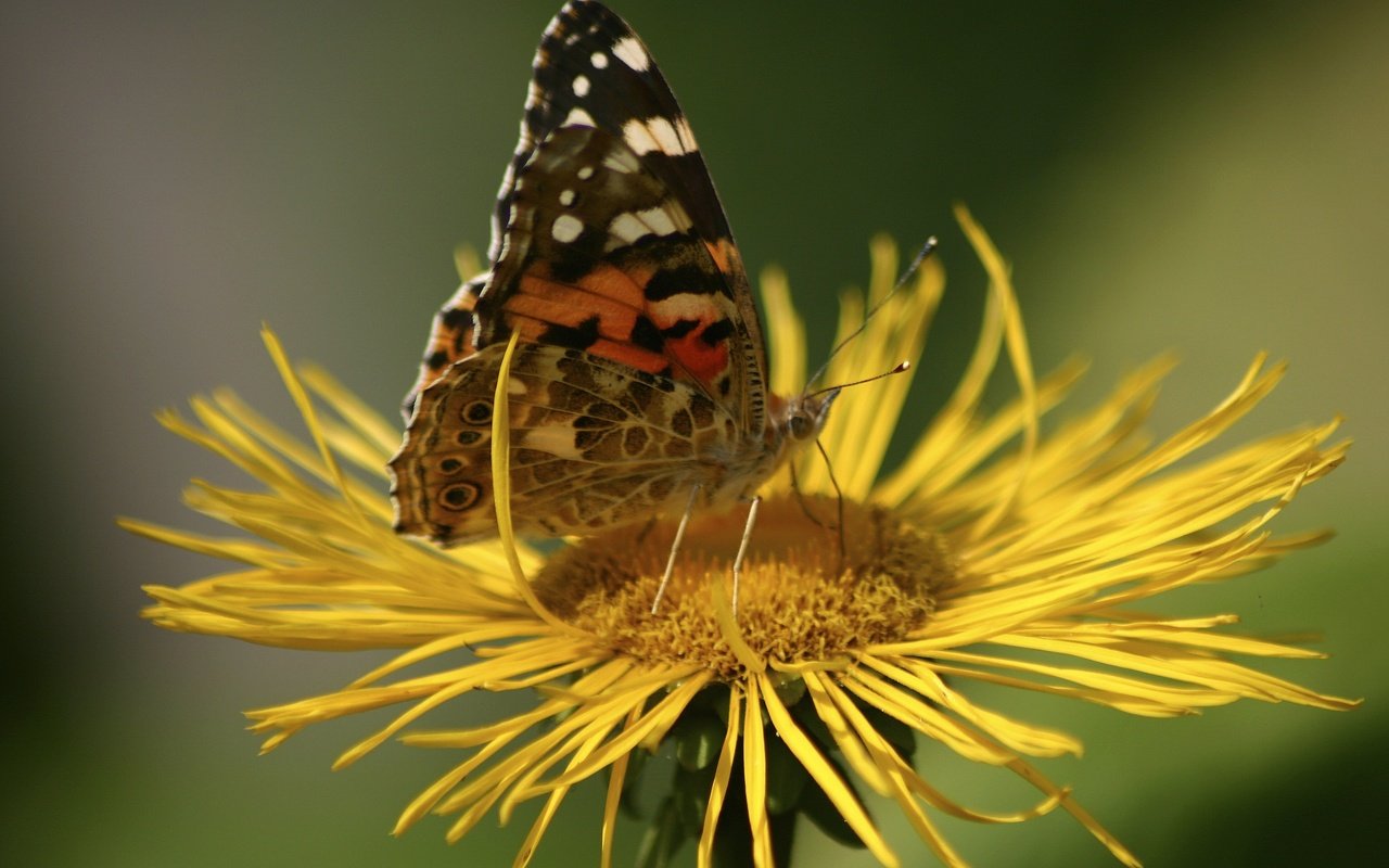 Обои насекомое, цветок, бабочка, крылья, растение, девясил, insect, flower, butterfly, wings, plant, nard разрешение 3072x2048 Загрузить