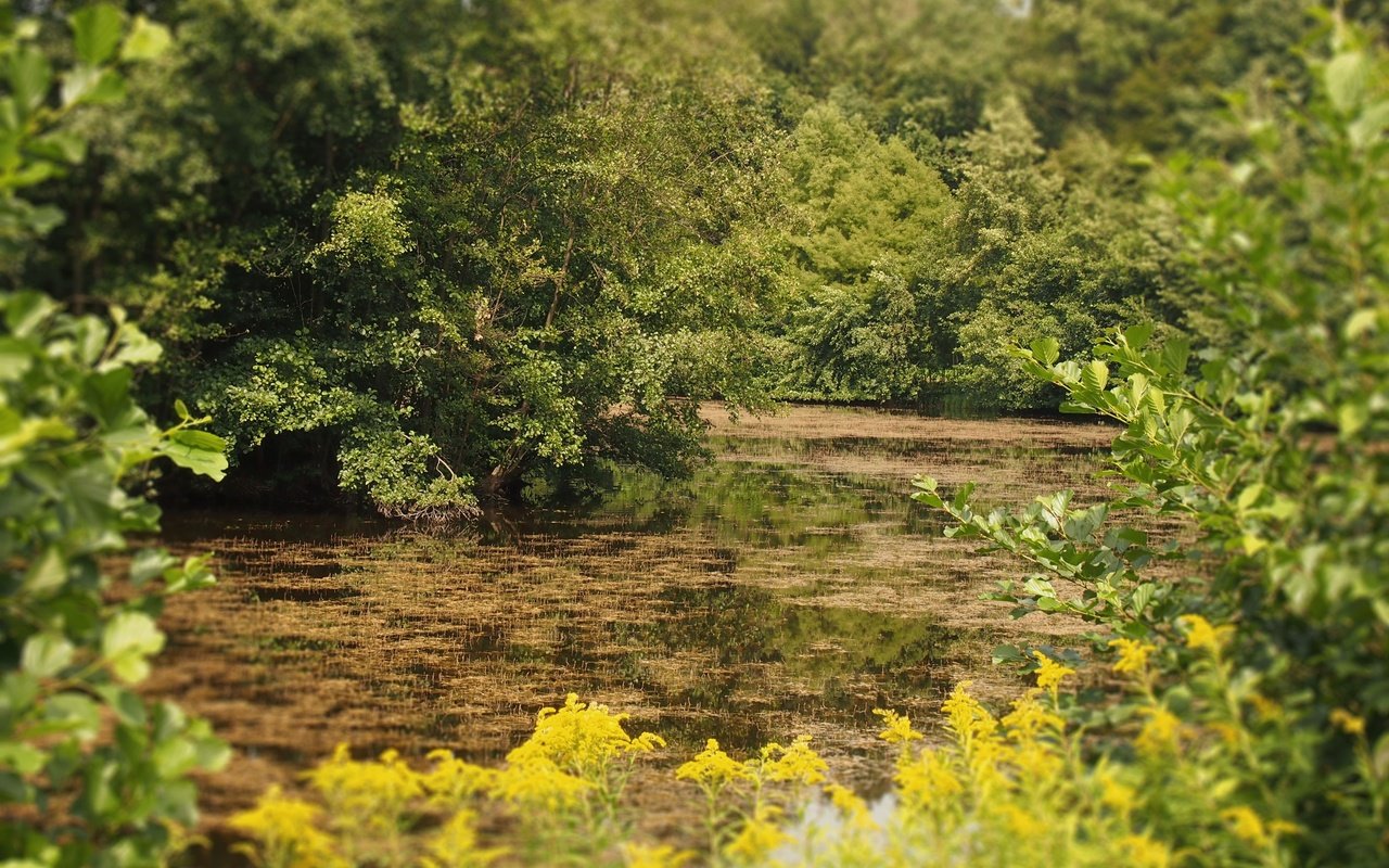 Обои цветы, деревья, лес, листья, кустарники, flowers, trees, forest, leaves, shrubs разрешение 4032x2688 Загрузить