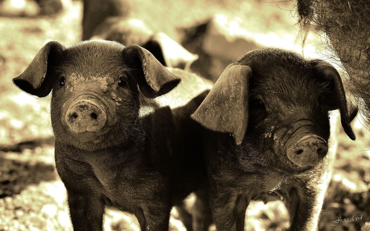 Обои свинья, свиньи, поросята, хрюшки, pig, pigs разрешение 2048x1334 Загрузить