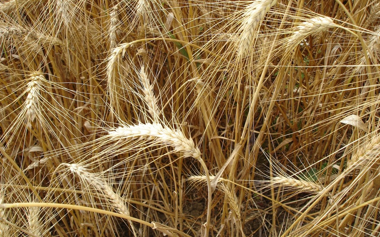 Обои природа, поле, колосья, пшеница, урожай, рожь, nature, field, ears, wheat, harvest, rye разрешение 2592x1944 Загрузить