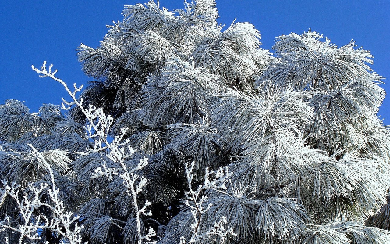 Обои снег, пихта, дерево, хвоя, зима, мороз, иней, ель, растение, холодно, cold, snow, fir, tree, needles, winter, frost, spruce, plant разрешение 3264x2448 Загрузить