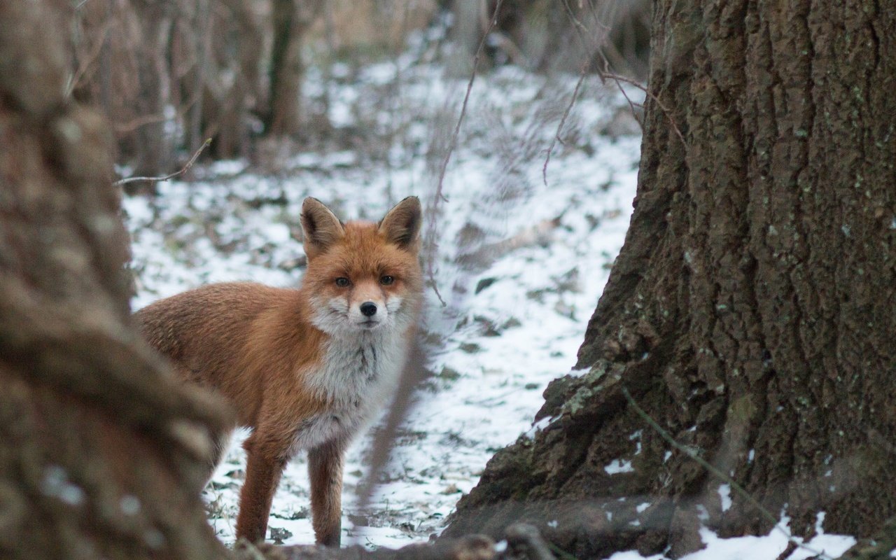 Обои морда, деревья, снег, природа, лес, зима, лиса, лисица, face, trees, snow, nature, forest, winter, fox разрешение 2667x1667 Загрузить