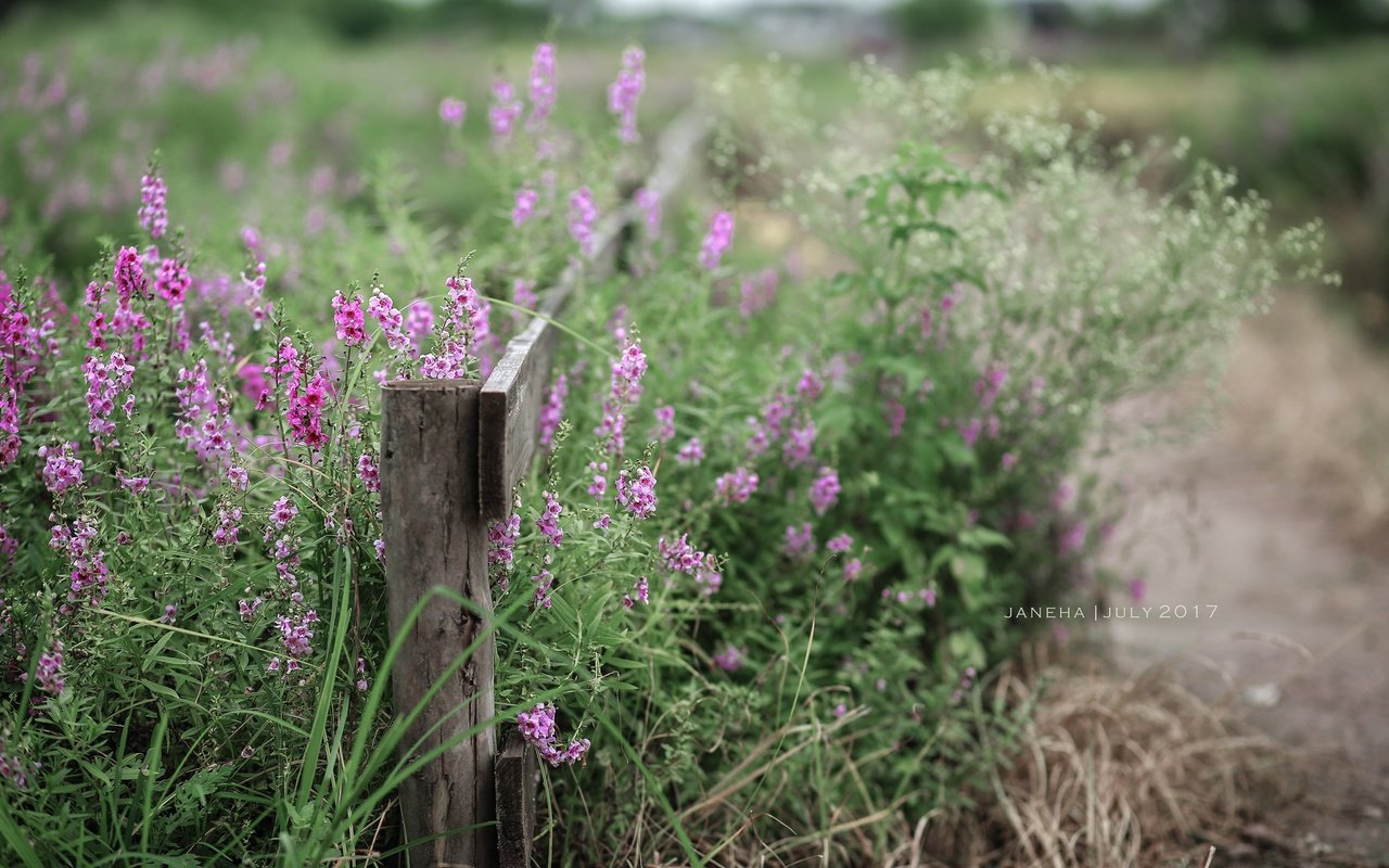 Обои цветы, лето, забор, полевые цветы, jane ha, flowers, summer, the fence, wildflowers разрешение 2835x1890 Загрузить