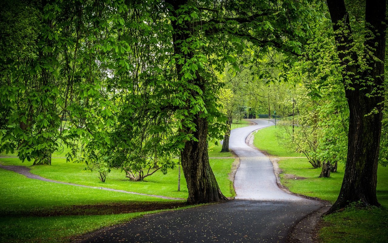 Обои дорога, деревья, зелень, парк, каштаны, road, trees, greens, park, chestnuts разрешение 2048x1365 Загрузить