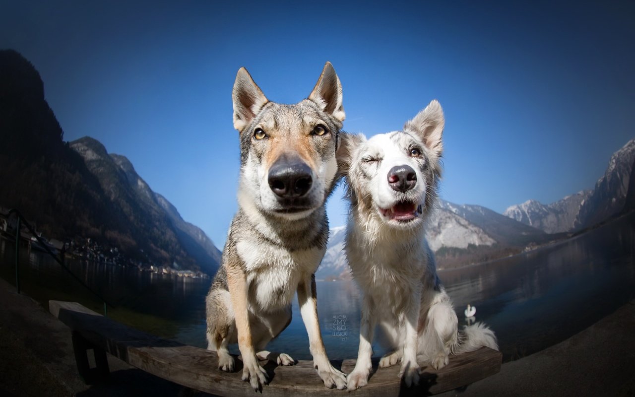 Обои фон, друзья, собаки, background, friends, dogs разрешение 2048x1365 Загрузить