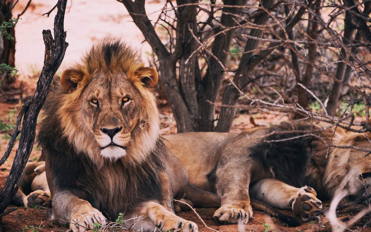 Обои хищник, животное, лев, грива, predator, animal, leo, mane разрешение 4800x3200 Загрузить