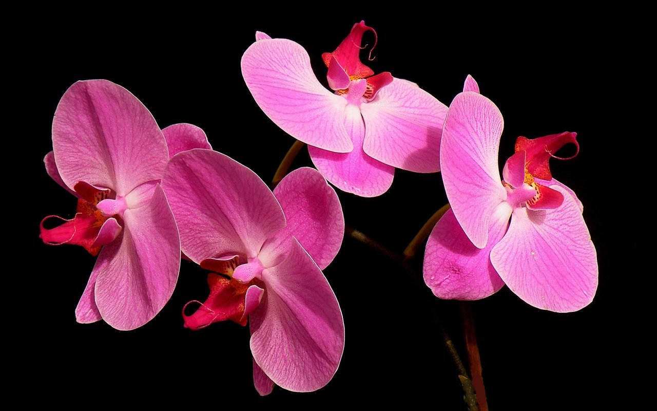 Обои макро, фон, лепестки, черный фон, розовые, орхидея, фаленопсис, macro, background, petals, black background, pink, orchid, phalaenopsis разрешение 2880x1811 Загрузить