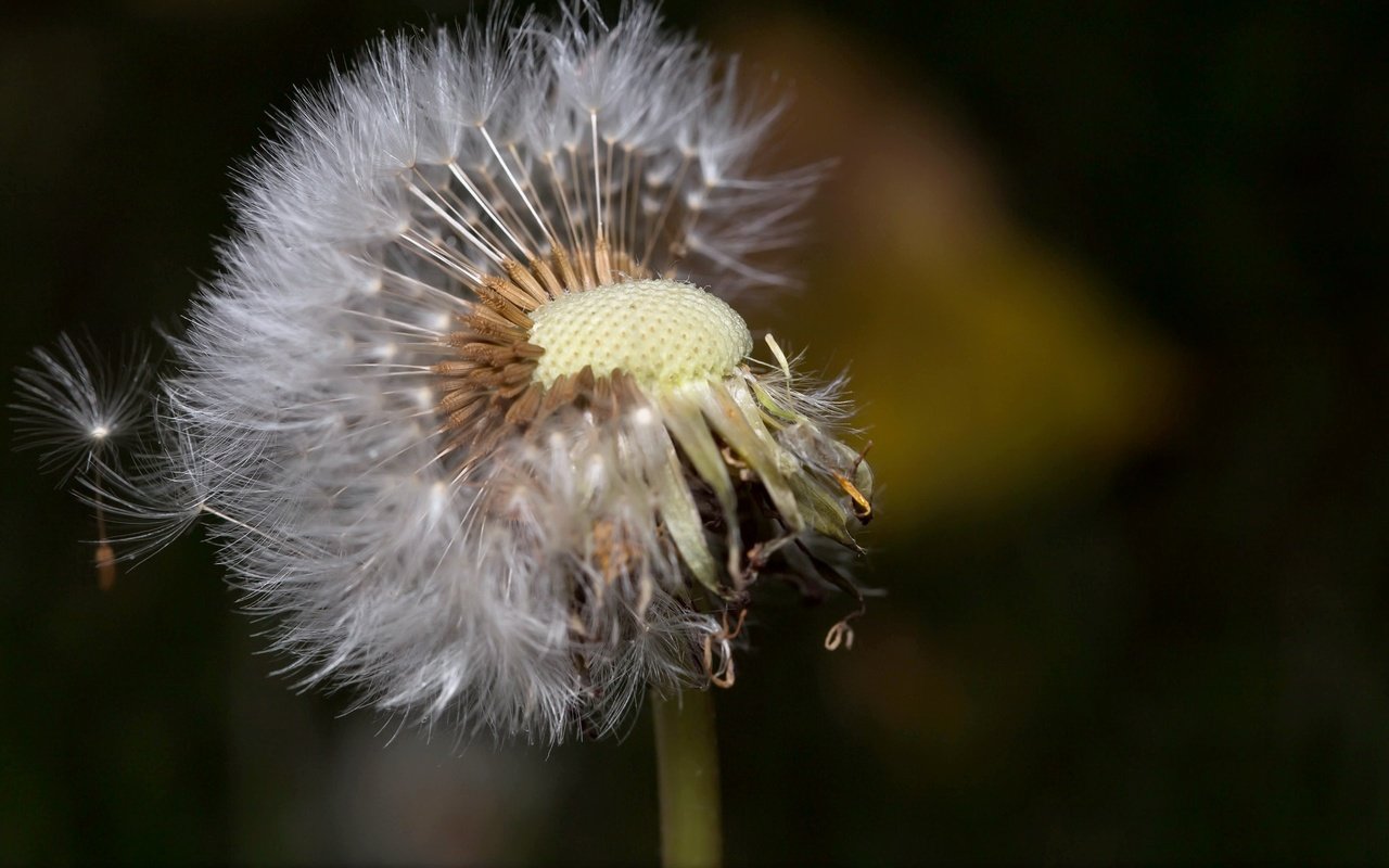 Обои природа, макро, цветок, одуванчик, пушинки, былинки, nature, macro, flower, dandelion, fuzzes, blade разрешение 1972x1142 Загрузить