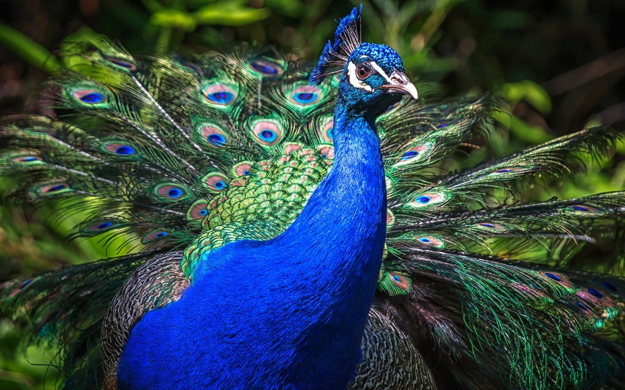 Обои природа, птица, клюв, павлин, перья, хвост, оперение, nature, bird, beak, peacock, feathers, tail разрешение 2048x1152 Загрузить