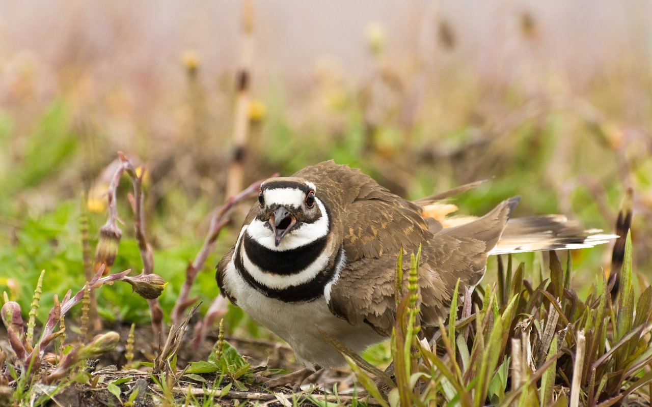 Обои природа, птица, клюв, перья, зуёк, крикливый зуёк, nature, bird, beak, feathers, plover, noisy plover разрешение 2048x1278 Загрузить