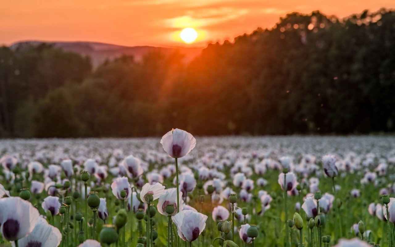 Обои цветы, деревья, солнце, природа, закат, поле, маки, matthias ludwig, flowers, trees, the sun, nature, sunset, field, maki разрешение 2560x1442 Загрузить