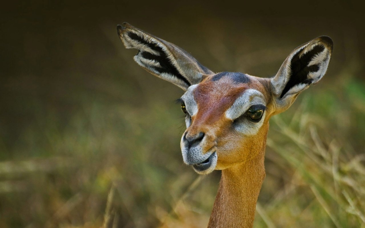 Обои природа, антилопа, геренук, жирафовая газель, nature, antelope, gerenuk, giraffidae gazelle разрешение 1920x1080 Загрузить