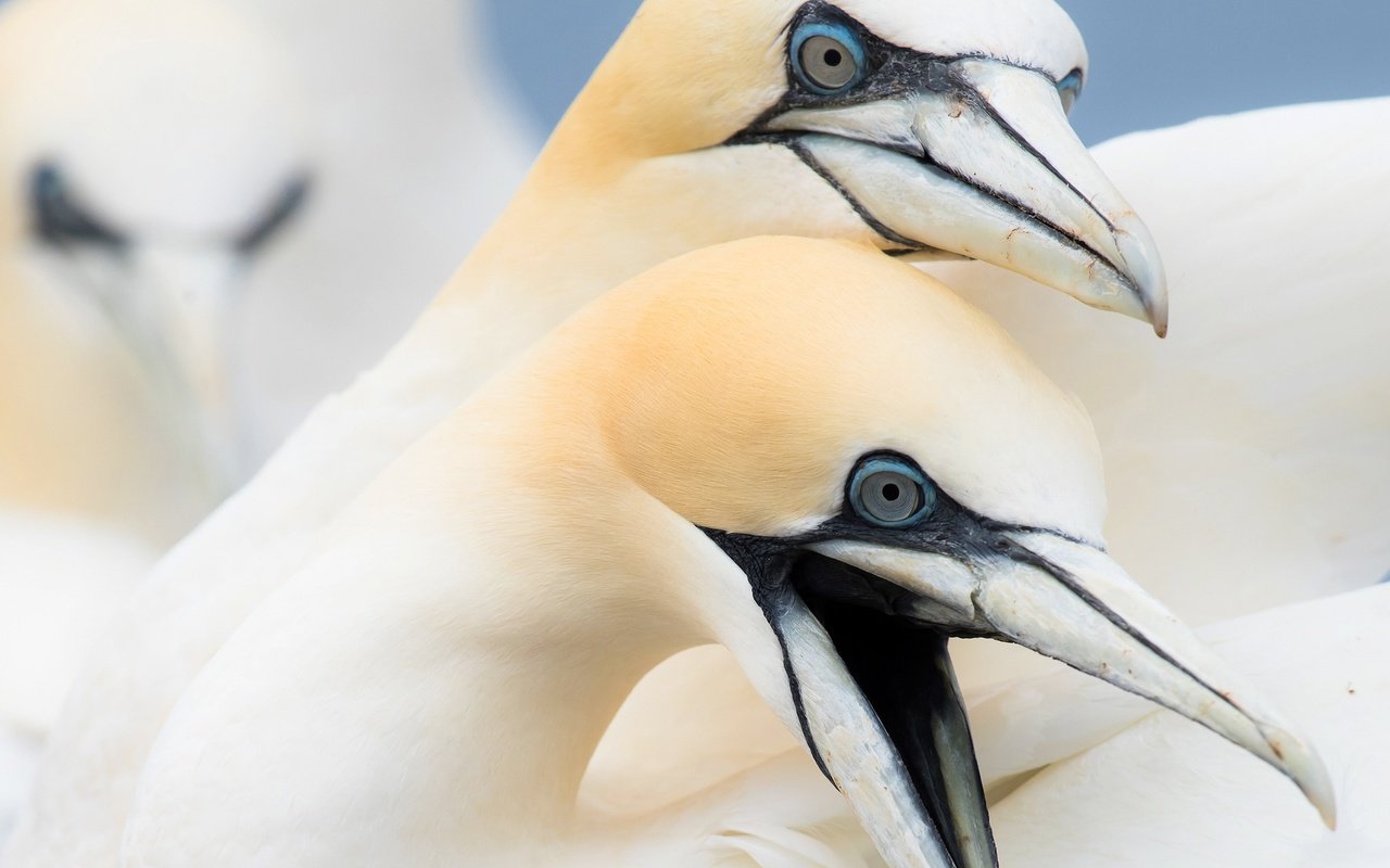 Обои птицы, птица, клюв, олуша, северная олуша, birds, bird, beak, gannet, the northern gannet разрешение 2048x1326 Загрузить